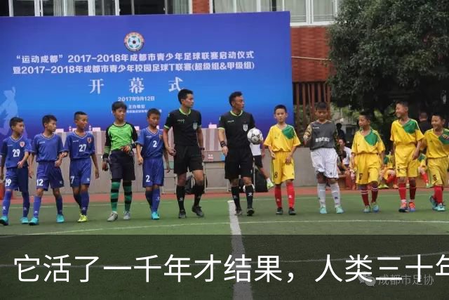它活了一千年才结果，人类三十年砍光，消失的秘密至今无人能解